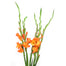 Gladiolas