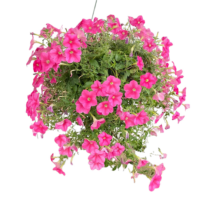 10" Amish Hanging Basket
