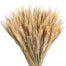 Wheat