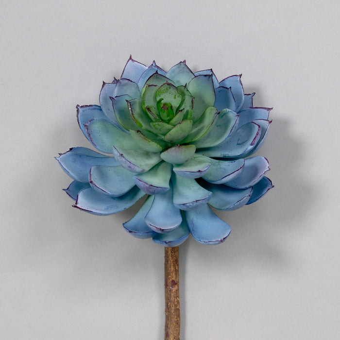 7" Echevaria Pick - Green/Blue