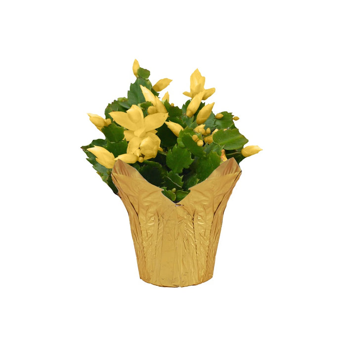 4 in Yellow Zygo Cactus