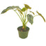 6 In Alocasia Dragon Scale