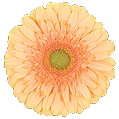 Gerbera Peach Pre-Extase