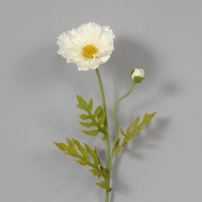23" Poppy - Cream