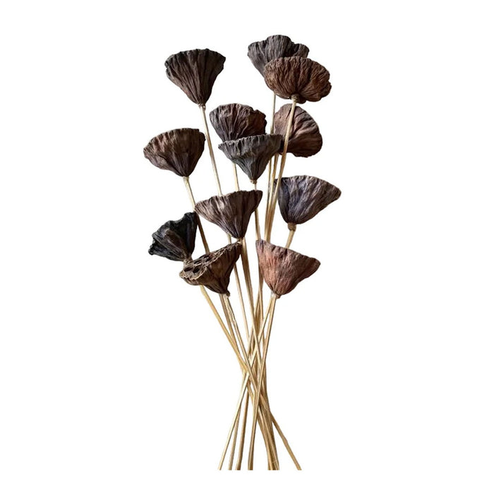 Small Lotus Pod/Stem - Natural