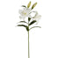 39.5" Lily Casablanca - White