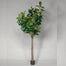 9' Potted Fiddle Tree - Green