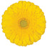 Gerber Daisy