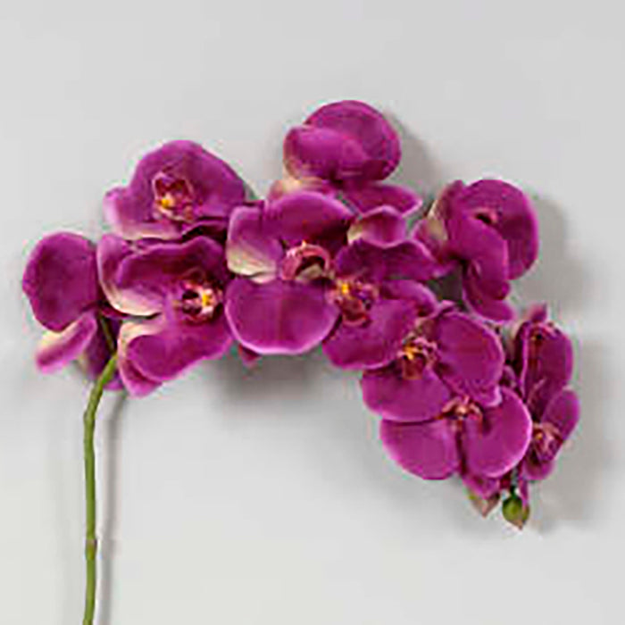 37" Phalaenopsis