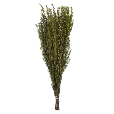 22-26 in Yellow Grabia (5-6oz Bundle)