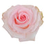 Rose Novelty Newsflash 50cm