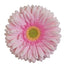 Gerber Daisy