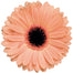 Gerbera Peach Alma