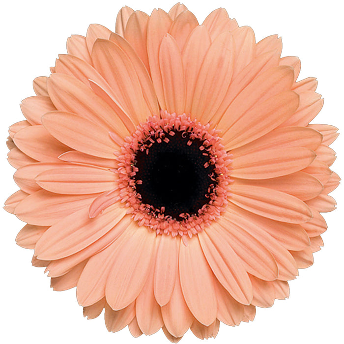 Gerbera Peach Alma