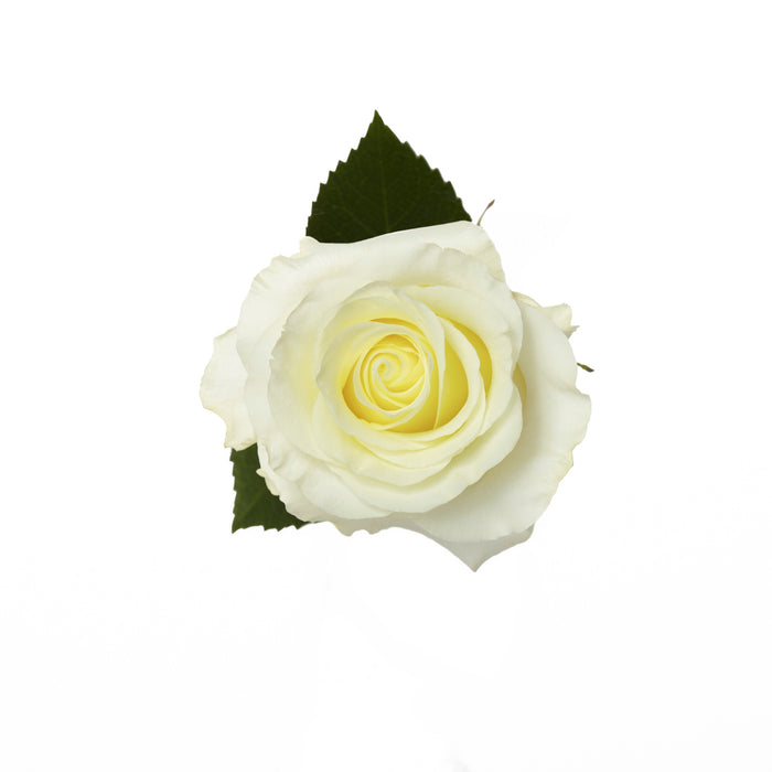 White Roses