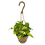 6 In Philodendron Hanging Basket