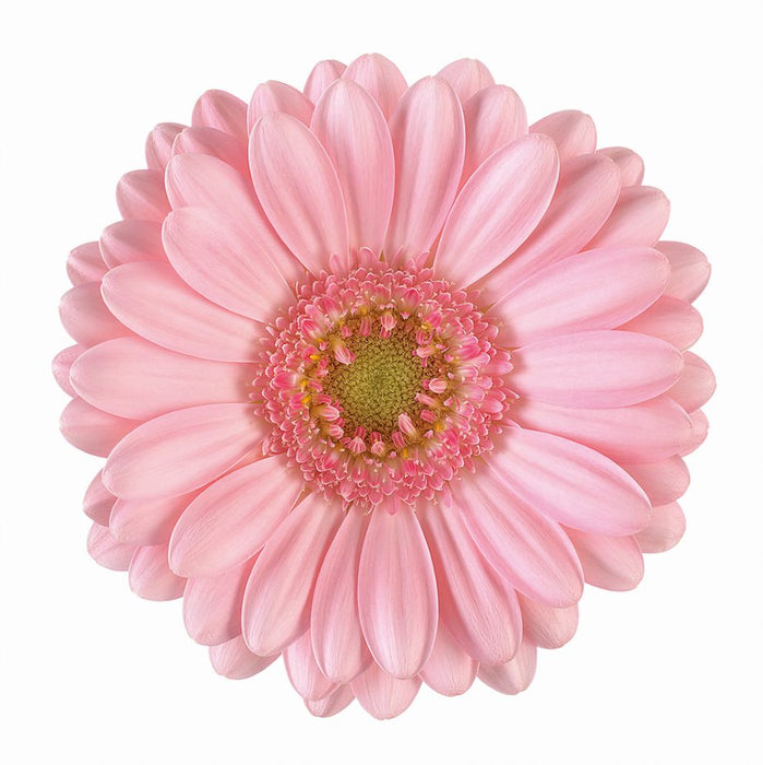Germini Pink Bellita
