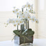 22" Phalaenopsis In Square Vase - White