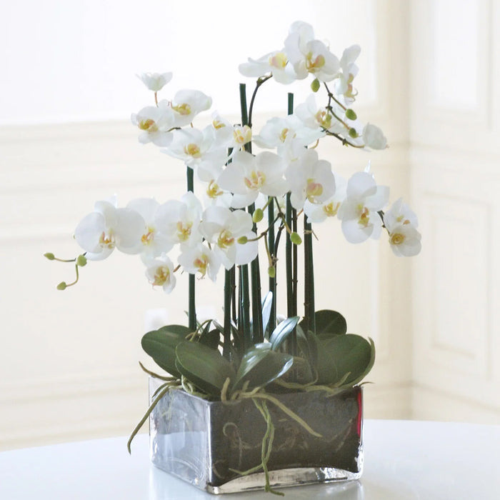 22" Phalaenopsis In Square Vase - White