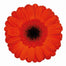 Germini Orange Jordy