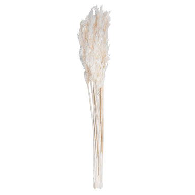 36 in Bleached Plume Reed Bundle