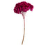 15 in Raspberry Hydrangea Stem