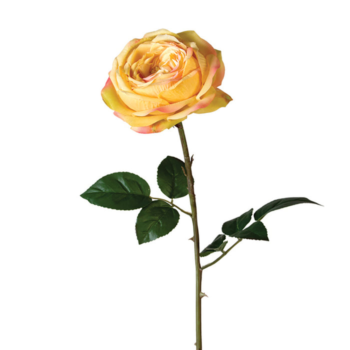 Garden Rose