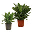 Aglaonema