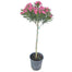 Oleander Standard