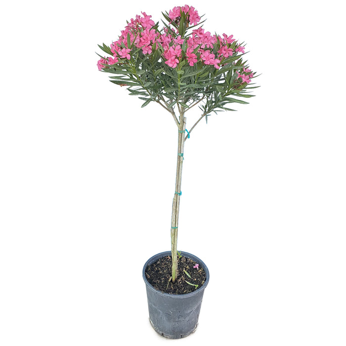Oleander Standard