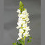 Snapdragon