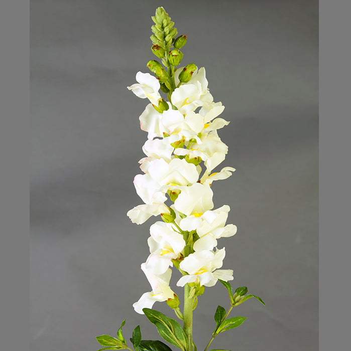 Snapdragon