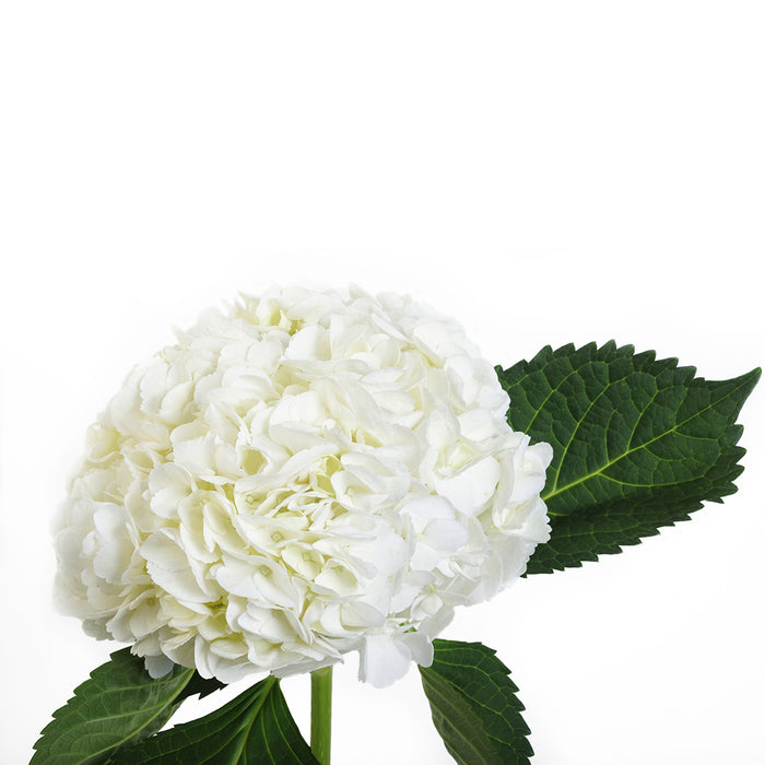 Hydrangea Plant