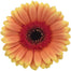 Gerbera Peach Julia
