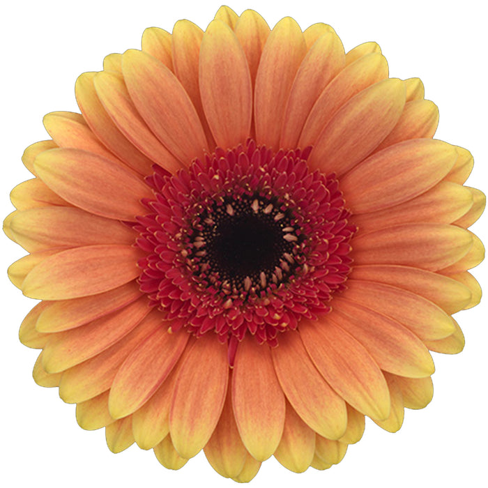 Gerbera Peach Julia