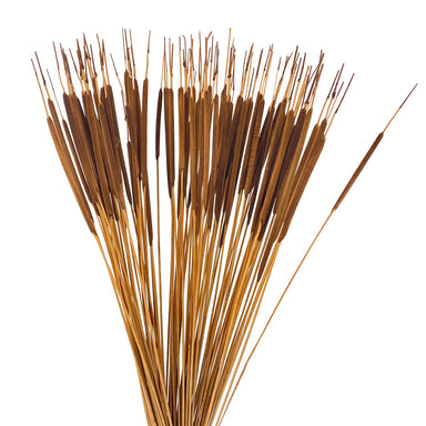 Pencil Cattails - Dark
