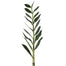 Zee Zee Plant