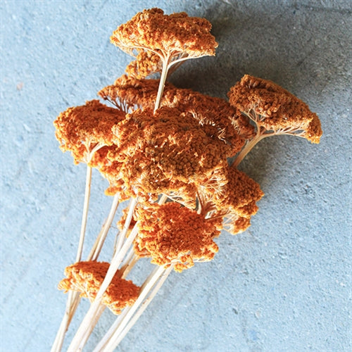 Yarrow