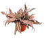 Cryptanthus
