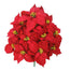 Premium Poinsettia Bush