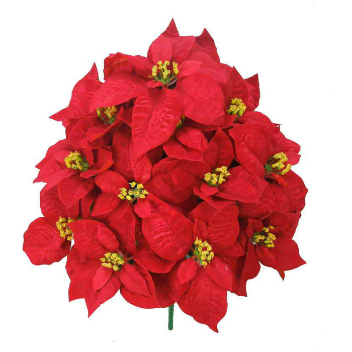 Premium Poinsettia Bush