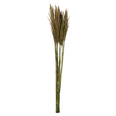 36 in Natural Green Plume Reed Bundle (7 oz)