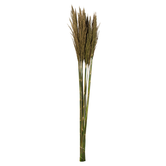 36 in Natural Green Plume Reed Bundle (7 oz)