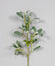 22" Iced Mistletoe Spray - Frost Green