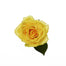Rose Yellow Idole 60cm