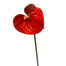 25.5" Anthurium Spray - Red