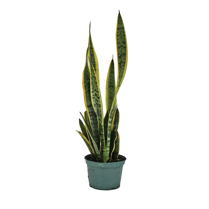 6 in Sansevieria