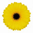Germini Yellow Sailor