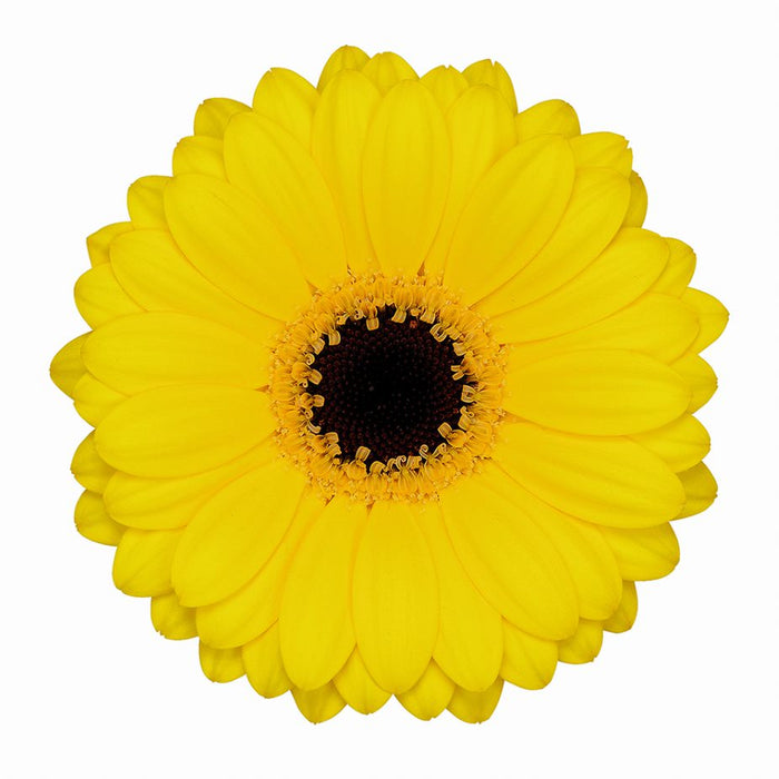 Germini Yellow Sailor