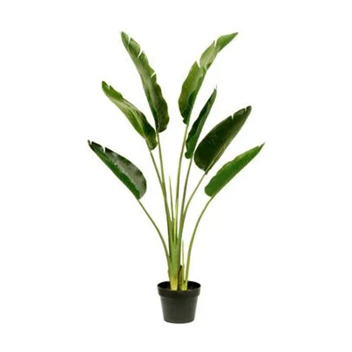 4' Travelers Palm w/Pot - Green